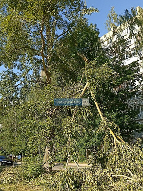 Жители Пролетарской в Иванове боятся тополей, растущих у 13-го дома